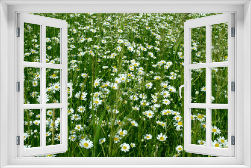 Fototapeta Naklejka Na Ścianę Okno 3D - Beautiful field with chamomile flowers. Daisy flowers, camomile
