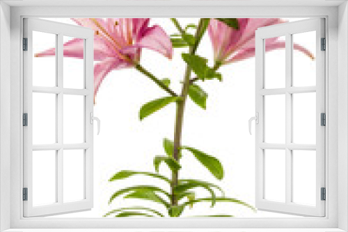 Fototapeta Naklejka Na Ścianę Okno 3D - Flower of a pink lily, isolated on white background