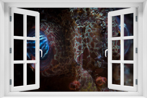 Fototapeta Naklejka Na Ścianę Okno 3D - Colorful Shortfin Lionfish Eye
