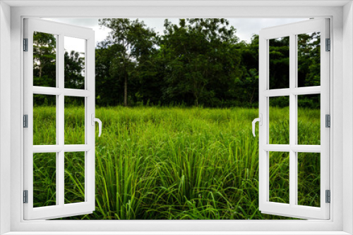 Fototapeta Naklejka Na Ścianę Okno 3D - Home garden