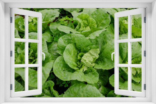 Fototapeta Naklejka Na Ścianę Okno 3D - Cabbage farm on the mountain, closeup cabbage, green background