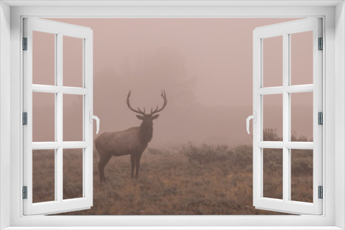 Fototapeta Naklejka Na Ścianę Okno 3D - Bull Elk in Fog at Sunrsie