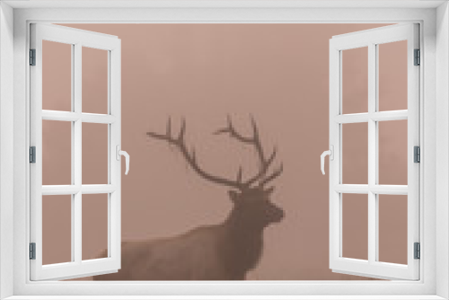 Fototapeta Naklejka Na Ścianę Okno 3D - Bull Elk in Fog at Sunrsie