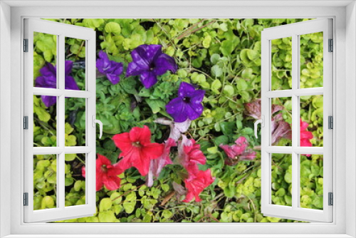 Fototapeta Naklejka Na Ścianę Okno 3D - Pink and Purple Flowers