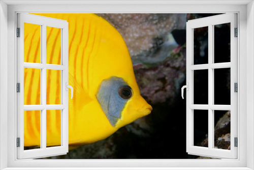 Fototapeta Naklejka Na Ścianę Okno 3D - Lemon fish