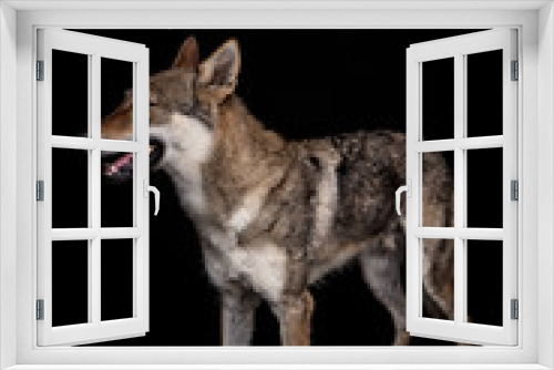 Fototapeta Naklejka Na Ścianę Okno 3D - wolf dog on the black background