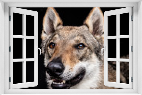 Fototapeta Naklejka Na Ścianę Okno 3D - wolf dog on the black background