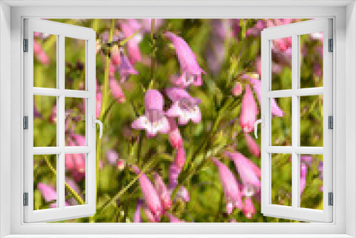 Fototapeta Naklejka Na Ścianę Okno 3D - Pink beardtongue flowers (Penstemon)
