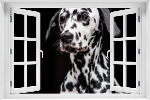 Fototapeta Naklejka Na Ścianę Okno 3D - Dalmatian on the black background