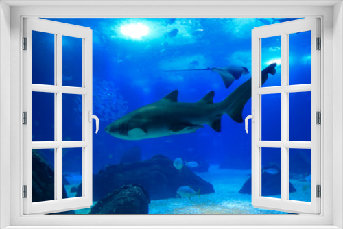 Fototapeta Naklejka Na Ścianę Okno 3D - Shark swimming in a reef with blue ocean water