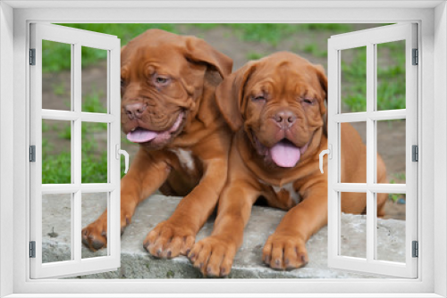 Fototapeta Naklejka Na Ścianę Okno 3D - two puppies Dogue de Bordeaux