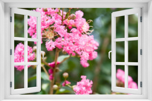 Fototapeta Naklejka Na Ścianę Okno 3D - Pink Tree Blossoms