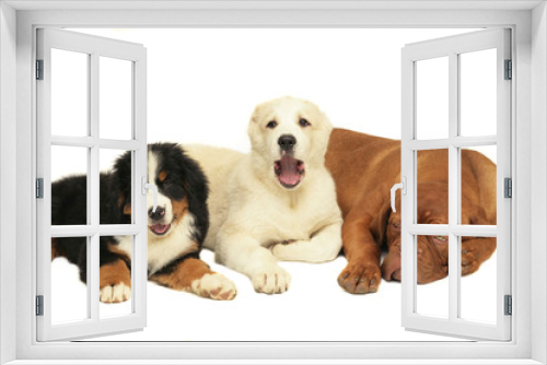 Fototapeta Naklejka Na Ścianę Okno 3D - Three puppies.