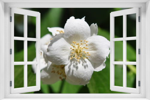 Fototapeta Naklejka Na Ścianę Okno 3D - jasmine bloom