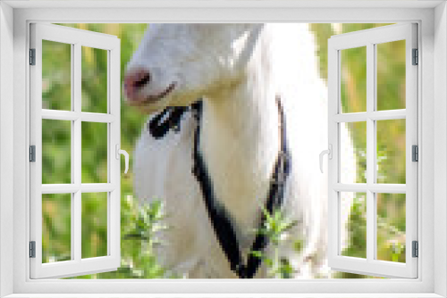 Fototapeta Naklejka Na Ścianę Okno 3D - White goat in nature