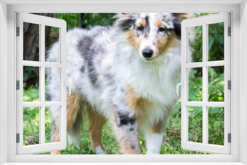 Fototapeta Naklejka Na Ścianę Okno 3D - Langhaarige Sheltie-Hündin blue-merle 