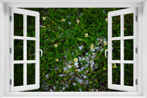 Fototapeta Naklejka Na Ścianę Okno 3D - Yellow Flower Background