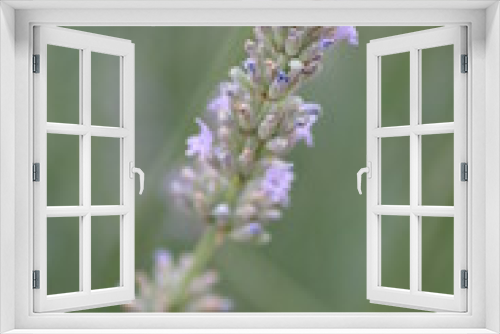Fototapeta Naklejka Na Ścianę Okno 3D - lavende2