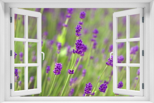 Fototapeta Naklejka Na Ścianę Okno 3D - Fragrant purple stems of English lavender flowers