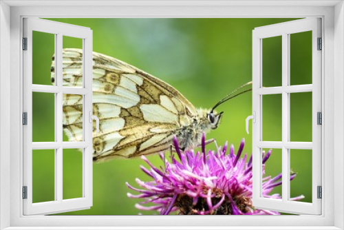Fototapeta Naklejka Na Ścianę Okno 3D - Butterfly Melanargia galathea