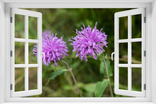 Fototapeta Naklejka Na Ścianę Okno 3D - Dual purple flowers