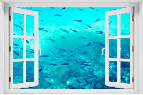 Fototapeta Naklejka Na Ścianę Okno 3D - School of fish in the sea Underwater