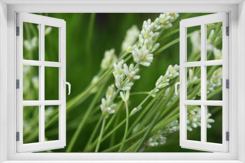 Fototapeta Naklejka Na Ścianę Okno 3D - White Lavender