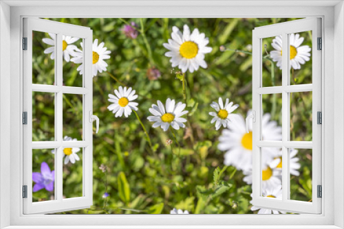 Fototapeta Naklejka Na Ścianę Okno 3D - wildflowers at spring time