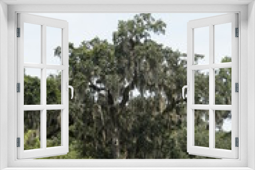 Fototapeta Naklejka Na Ścianę Okno 3D - Mossy Oak