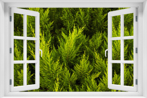 Fototapeta Naklejka Na Ścianę Okno 3D - The texture of a green juniper. Leaf texture background. 
