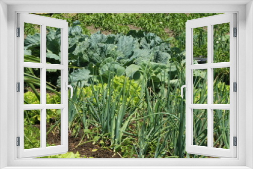 Fototapeta Naklejka Na Ścianę Okno 3D - Vegetable Garden, Gemüsegarten