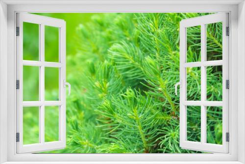 Fototapeta Naklejka Na Ścianę Okno 3D - Decorative fir needles close up. Green pine background..
