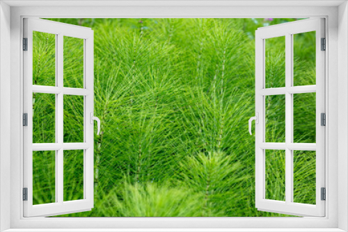 Fototapeta Naklejka Na Ścianę Okno 3D - Equisetum Puzzle grass