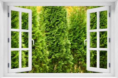 Fototapeta Naklejka Na Ścianę Okno 3D - Green Hedge of Thuja Trees