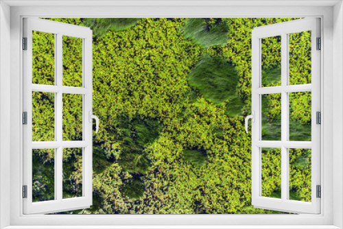 Fototapeta Naklejka Na Ścianę Okno 3D - Aerial view on the reservoir of overgrown reeds and duckweed 