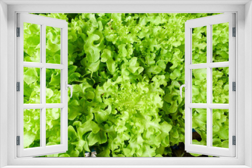 Fototapeta Naklejka Na Ścianę Okno 3D - green lettuce plants