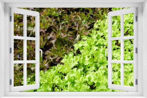 Fototapeta Naklejka Na Ścianę Okno 3D - Green and brown lettuce plants