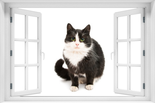 Fototapeta Naklejka Na Ścianę Okno 3D - Black & white cat