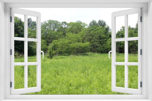 Fototapeta Naklejka Na Ścianę Okno 3D - The tall grass field landscape of the forest.