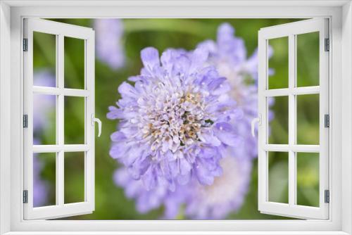 Fototapeta Naklejka Na Ścianę Okno 3D - Light pastel violet pin cushion flowers in soft green garden background