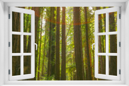 Fototapeta Naklejka Na Ścianę Okno 3D - Sequoia trees in Big Sur national park