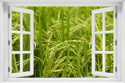 Fototapeta Naklejka Na Ścianę Okno 3D - Close-up of riceplant