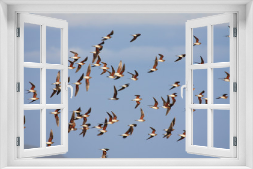 Fototapeta Naklejka Na Ścianę Okno 3D - Vogelschwarm