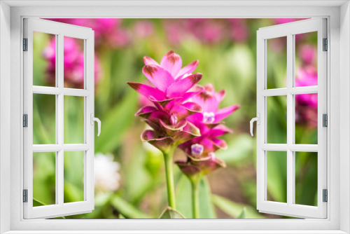 Fototapeta Naklejka Na Ścianę Okno 3D - Siam Tulip blooming in the garden