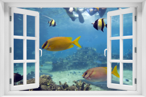 Fototapeta Naklejka Na Ścianę Okno 3D - colorfish