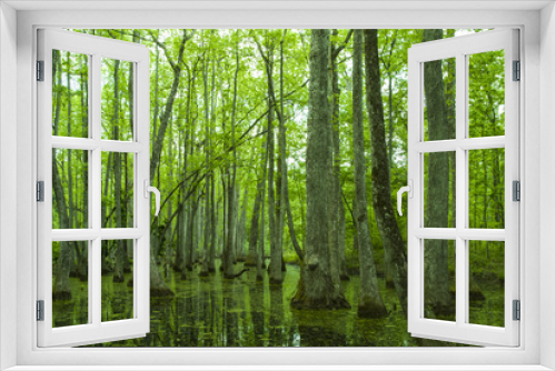 Fototapeta Naklejka Na Ścianę Okno 3D - Cypress Swamp, Natchez Trace, MS