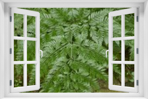 Fototapeta Naklejka Na Ścianę Okno 3D - fresh green davallia trichomanoides plant in nature garden