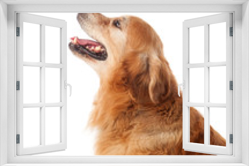 Fototapeta Naklejka Na Ścianę Okno 3D - Beautiful Golden Retriever dog breed