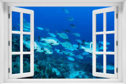 Fototapeta Naklejka Na Ścianę Okno 3D - Fischschwarm
