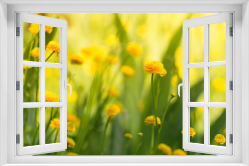 Fototapeta Naklejka Na Ścianę Okno 3D - Yellow garden buttercups . little yellow flowers.